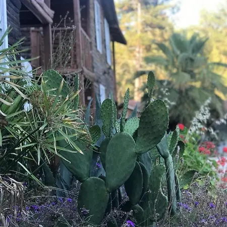 Olympos Forest House Rum i privatbostad